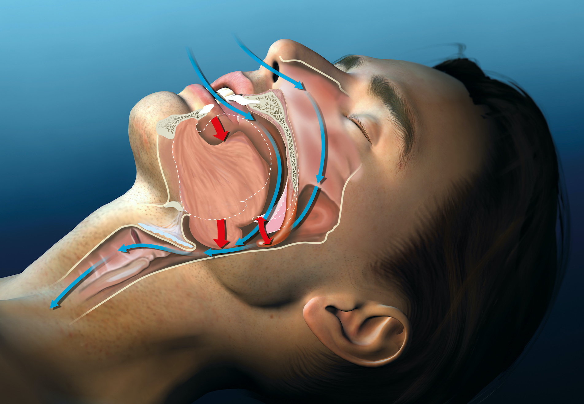 Anatomy illustration of man sleep snoring